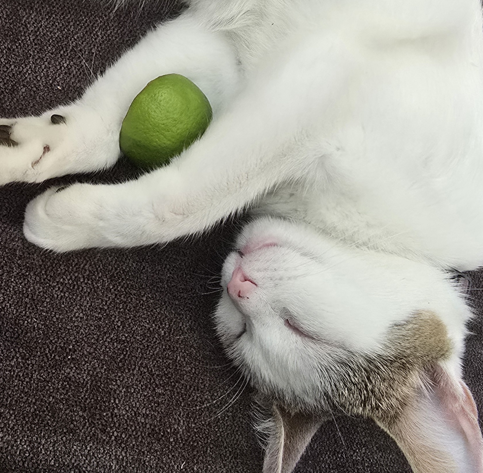 A sleeping kitty holding a slime of lime.